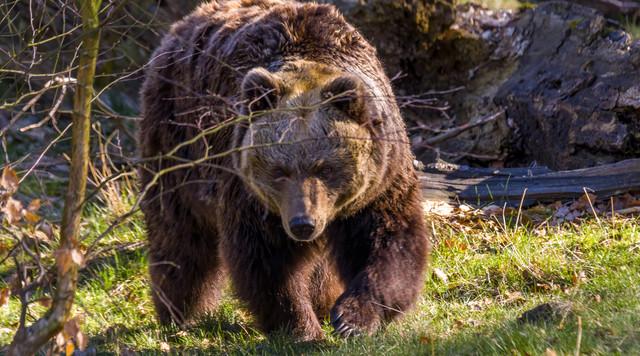 Románia megfontolja az agresszív medvék kilövésének engedélyezését