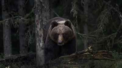 Mesterséges intelligencia a medvetámadások megelőzésében