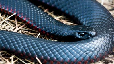 Ausztrál nő hetek óta mérges kígyóval osztozik az autóján