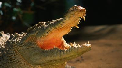 Tragédia Ausztráliában: fiatal fiú életét vesztette krokodil támadásban