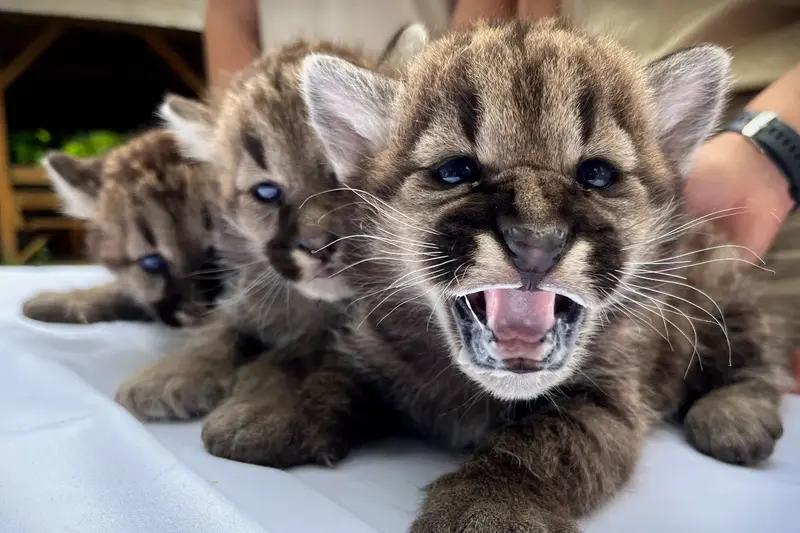 Három új puma kölyök született a Nyíregyházi Állatparkban