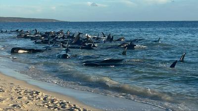 Mentőakcióban a delfinek: sikeres visszatérés a tengerbe Ausztráliában