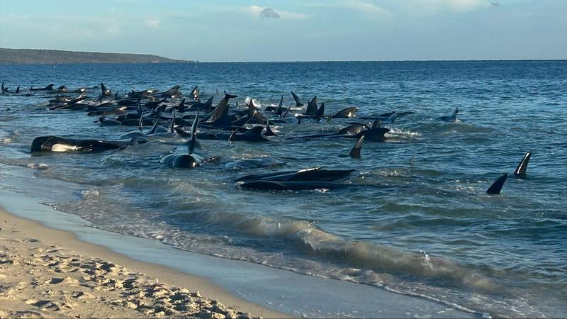 Mentőakcióban a delfinek: sikeres visszatérés a tengerbe Ausztráliában