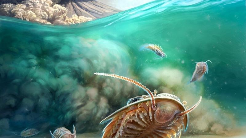 Felfedezték az ősvilági Pompejit: tökéletes állapotú trilobitakövületek Marokkóban