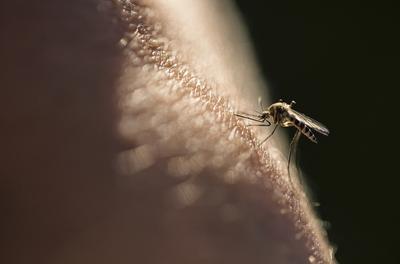 Őshonos szúnyogok lehetnek a nyugat-nílusi láz magyarországi hordozói