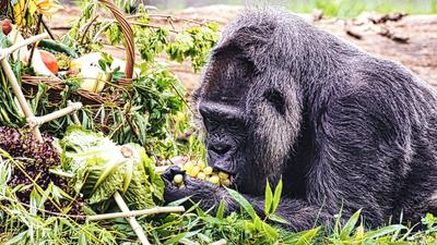 Fatou, a világ legidősebb gorillája 67 éves lett