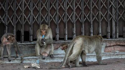 Lopburi városa hadat üzent a makákóknak