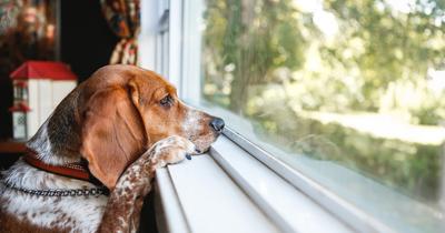 A kutyák időérzékelése: Illatok és hangok határozzák meg