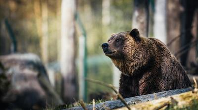 Óvatosságra intenek Nógrád megyében, friss medvenyomokat találtak
