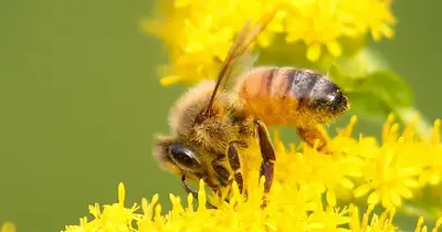 Gyermek szobájában rejtőzött a több tízezer méh