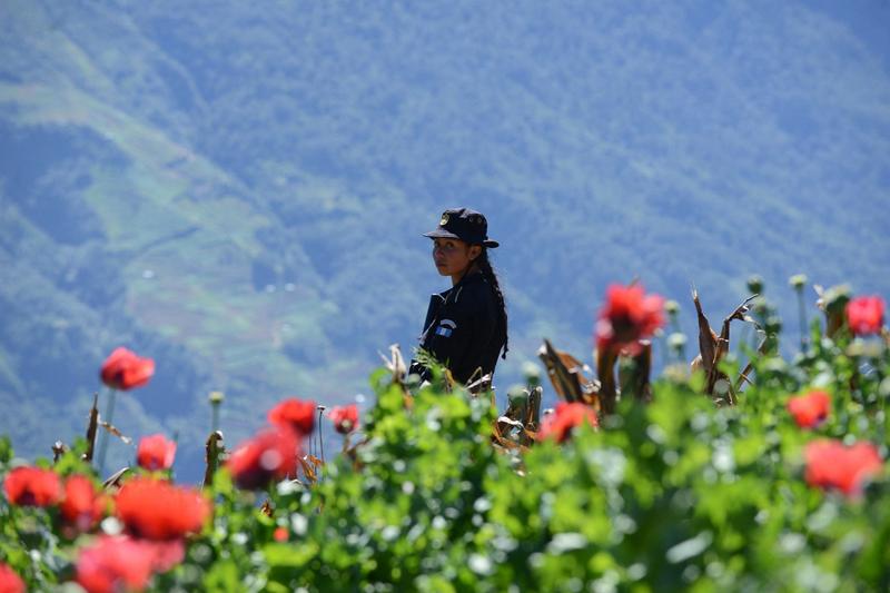 Fentanil hódít Guatemalában: az ópiumkereskedelem hanyatlásának új korszaka