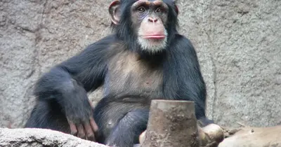 Csimpánzok és a gyógynövények: új felfedezések az orvostudományban