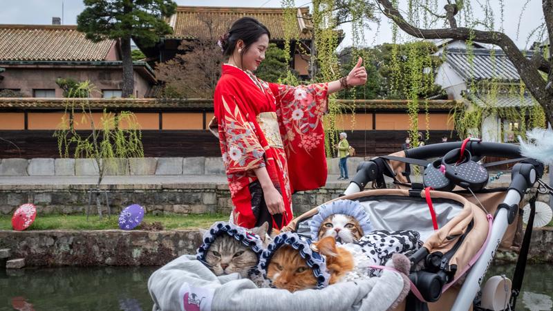 Kocsány Kornél lenyűgöző japán fotói és a robotok mindennapi életbe való beépülése