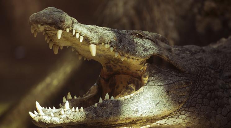 Tragédia Ausztráliában: Krokodil ölte meg a tinédzsert