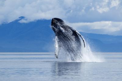 A bálnák nyelvén: új kutatás az ember-bálna kommunikációról