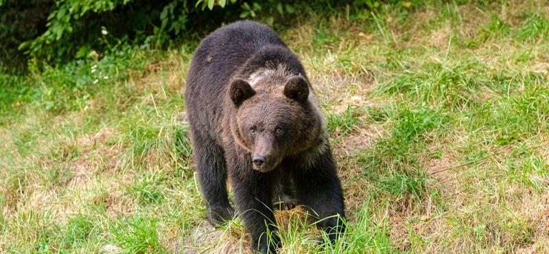 Újabb medvetámadás történt a szlovákiai Gerebesben