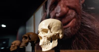 A neandervölgyi Y kromoszóma rejtélye: miért nincs nyoma az ember génjeiben?