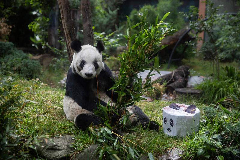 Kínai pandapár érkezett a San Diegói állatkertbe