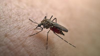 Dengue-láz elleni oltás most már Magyarországon is elérhető