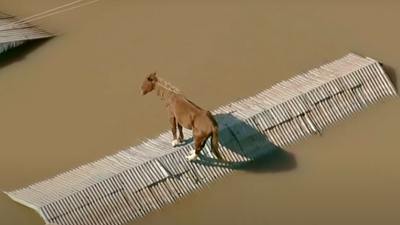Ló rekedt a háztetőn a brazíliai árvízben