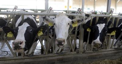 Hőségriasztás Somogyban: így védekeznek a gazdák a tehenek hűtésével