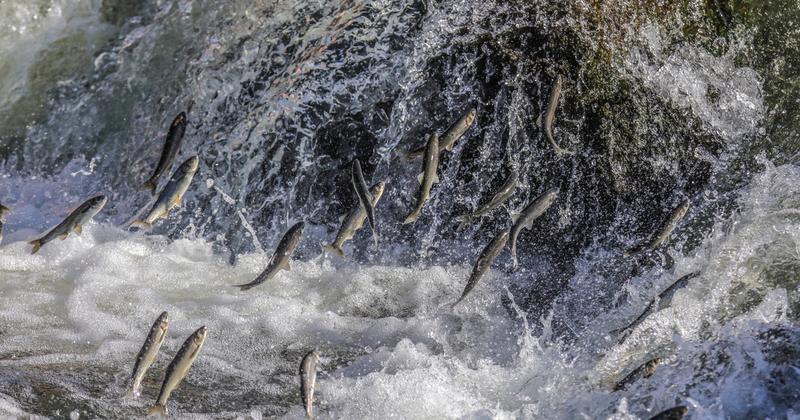 Vándorló édesvízi halak állománya drasztikusan megcsappant