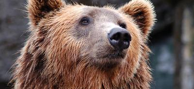 Francia turista súlyosan megsérült egy medvetámadásban a Garda-tónál