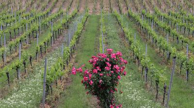 A rózsák jelentősége és hagyománya a szőlőtermesztésben