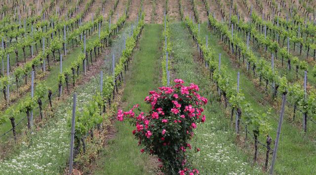 A rózsák jelentősége és hagyománya a szőlőtermesztésben