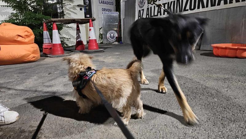 Hőségben hátrahagyott állatokat mentettek ki a rendőrök Budapesten