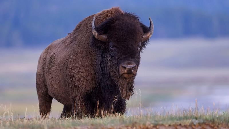 83 éves nőt támadott meg egy bölény a Yellowstone Nemzeti Parkban