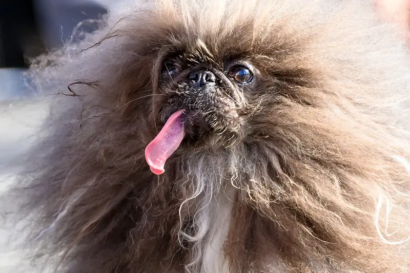 Wild Thang lett a világ legrondább kutyája a kaliforniai versenyen