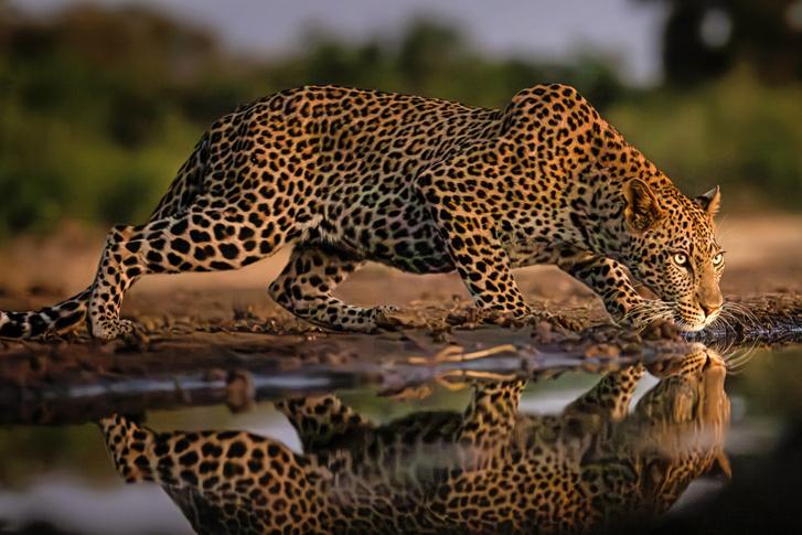 Vaddisznó anya hősiesen megmenti malacát egy leopárd támadásából