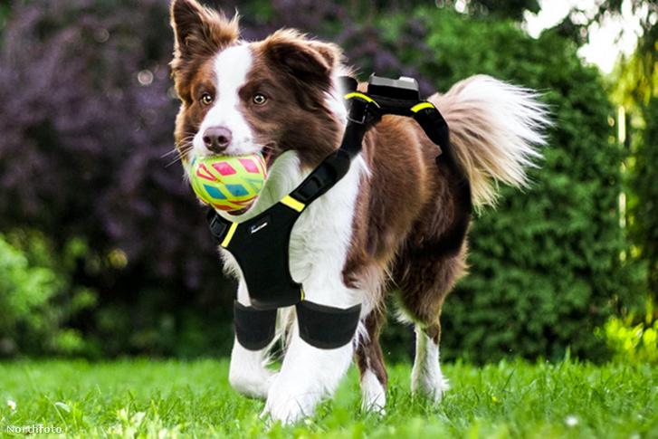 Forradalmi AirLeash: a láthatatlan kutyapóráz, ami újraértelmezi a sétáltatást