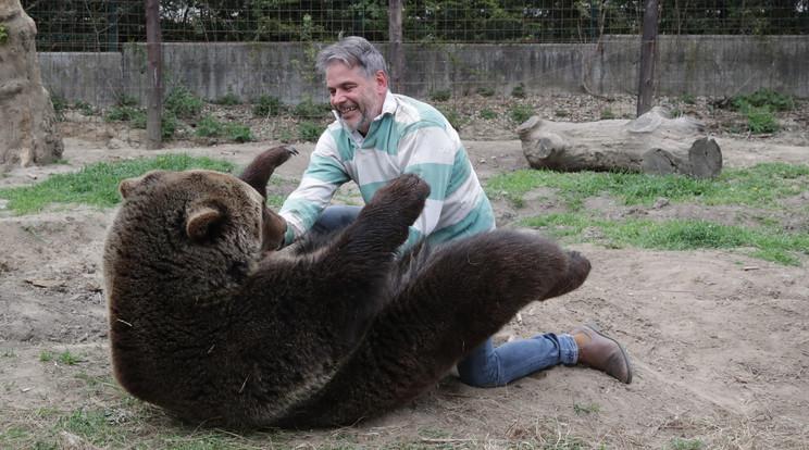 Kóbor medve közeledik Budapesthez, Gödöllőn látták utoljára