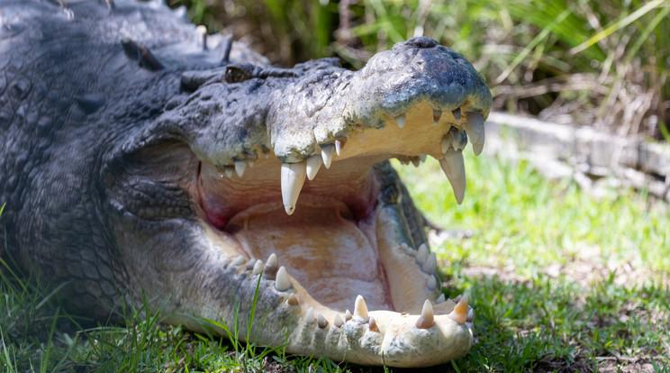 Drámai fogműtét a Hüllőparkban: veszélybe kerültek a krokodil gondozói