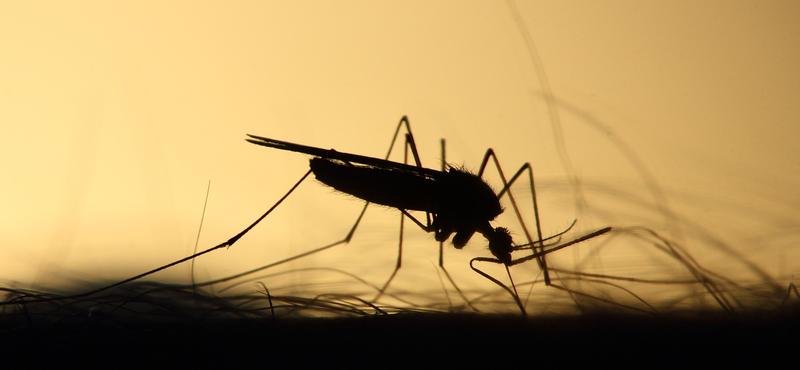 Mesterséges intelligencia a malária ellen: új remény az irtásban
