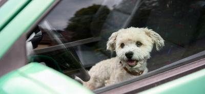 Forró autók veszélyei: gyerekek és kutyák életveszélyben a nyári hőségben