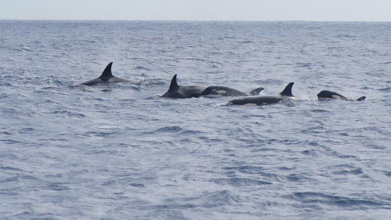 A kardszárnyú delfinek hajótámadásainak rejtélye talán megoldódott