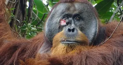 Orángután gyógynövényekkel kezeli sebét Indonéziában