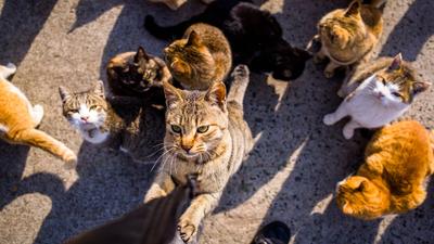 Hogyan befolyásolja a macskák élettartamát a tartás módja és a fajta?