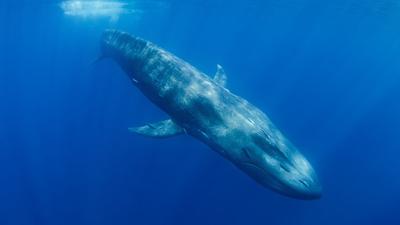 Japán kiterjeszti a bálnavadászatot, veszélyben a barázdásbálnák
