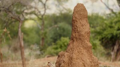 Felfedezték a világ legrégebbi, még aktív termeszvárát Dél-Afrikában