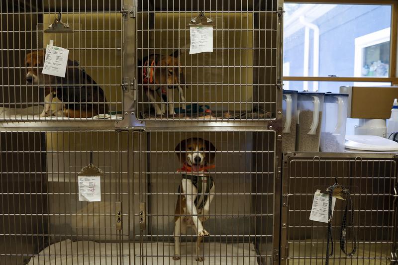 35 millió dolláros büntetés egy állatkínzás miatt elítélt kutyatenyésztő cégnek