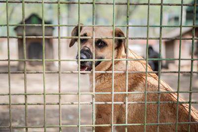 Megdöbbentő sorsa a viadalra szánt kutyáknak és az állatkínzóknak Magyarországon