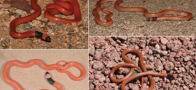 Felfedezték az Abu Henna nevű új kígyófajt Szaúd-Arábiában