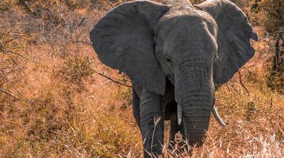 Amerikai turistát ölt meg egy elefánt Zambiában