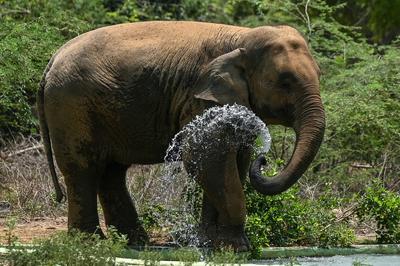 Ázsiai elefántot oltottak be herpeszvírus ellen a houstoni állatkertben