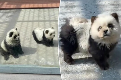 Kutyákat festettek pandának egy kínai állatkertben