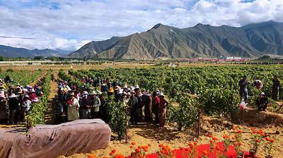 Tibetben található a világ legmagasabban fekvő szőlőültetvénye